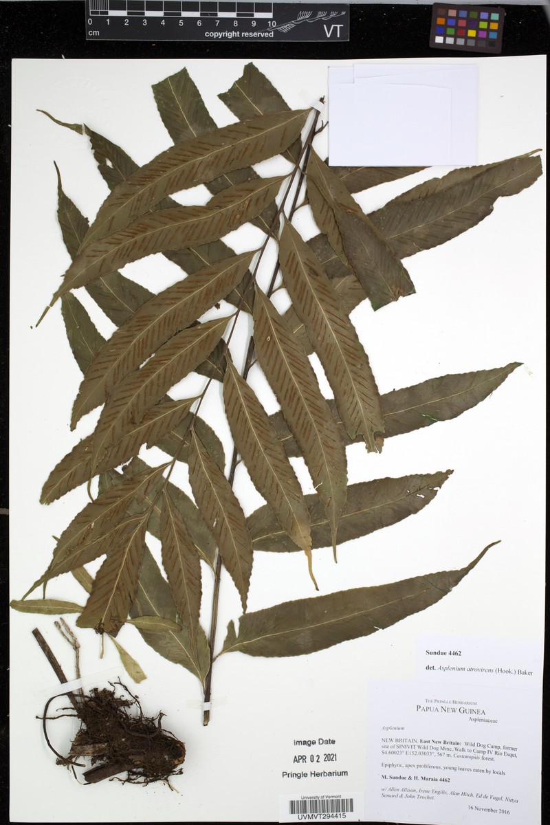 Asplenium atrovirens photo 3