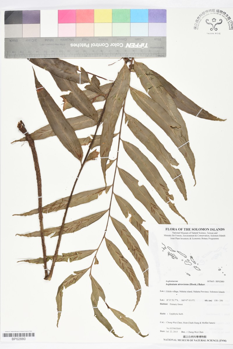 Asplenium atrovirens photo 4