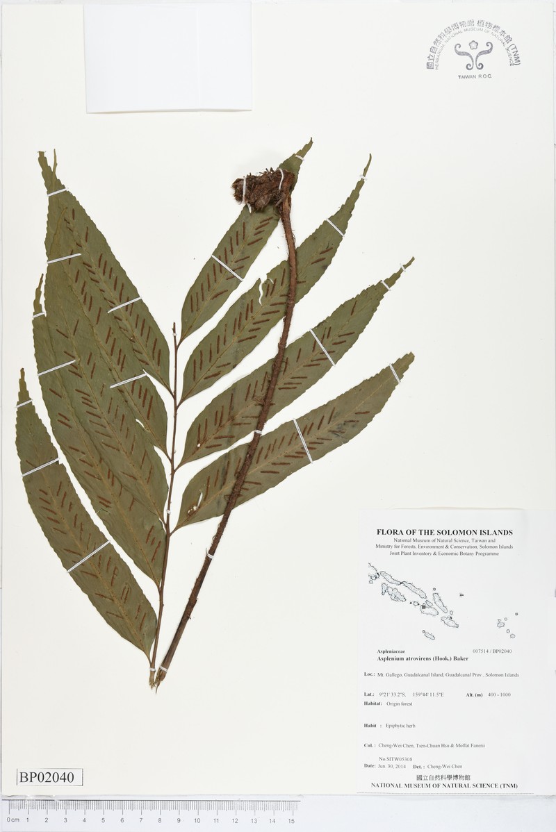 Asplenium atrovirens photo 5