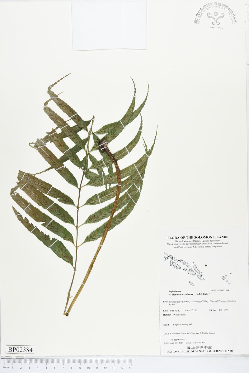 Asplenium atrovirens photo 6