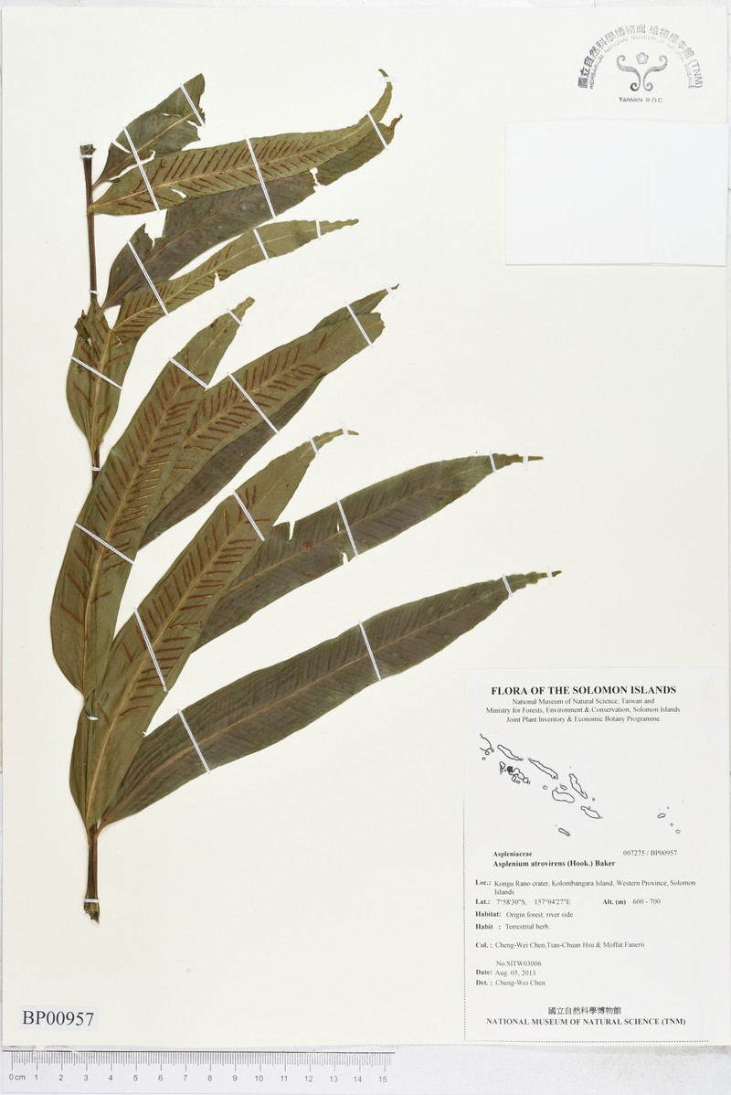 Asplenium atrovirens photo 7