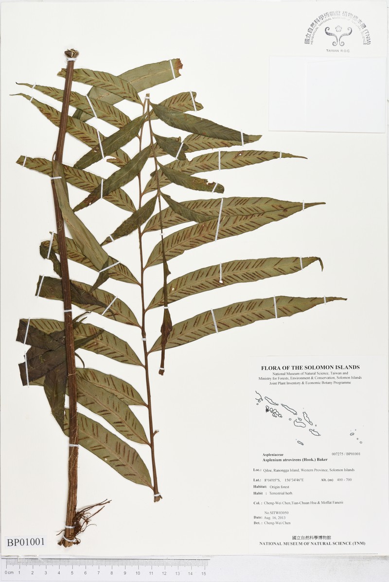 Asplenium atrovirens photo 8