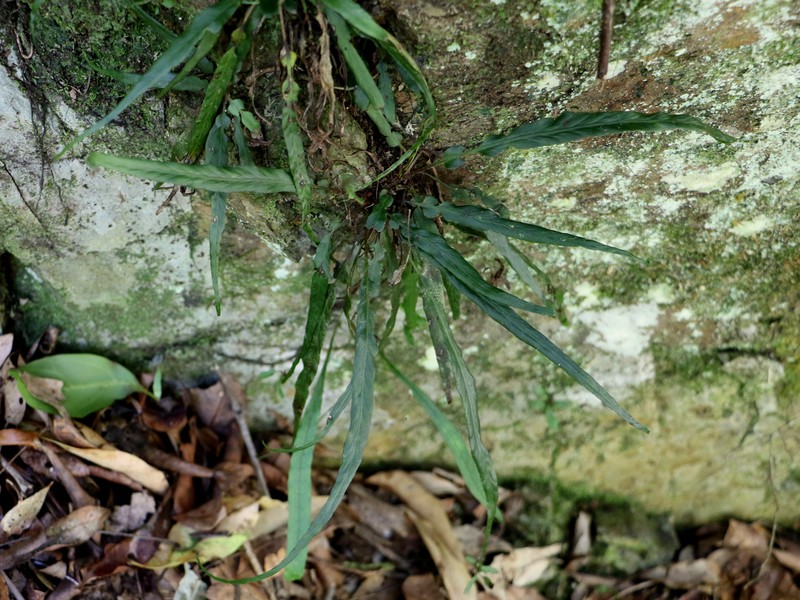 Asplenium attenuatum