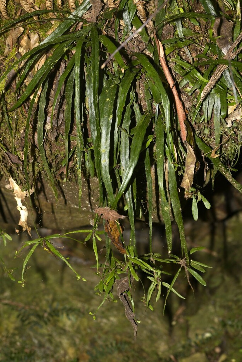 Asplenium attenuatum photo 2