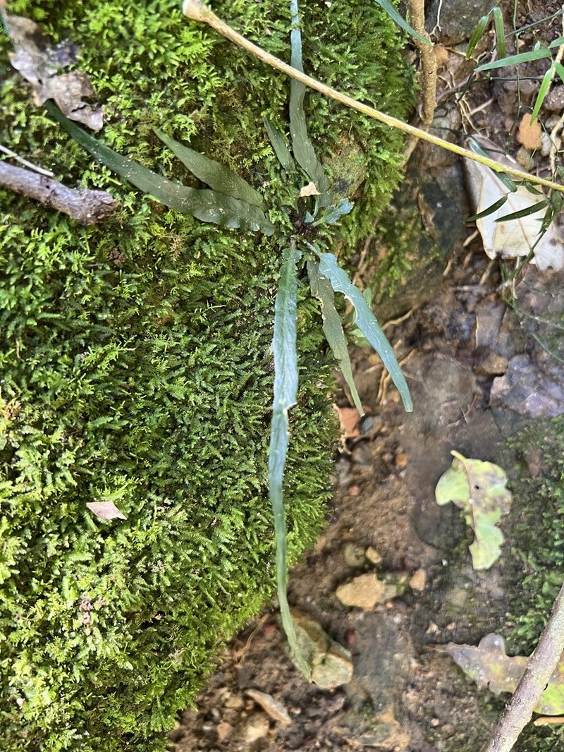 Asplenium attenuatum photo 3