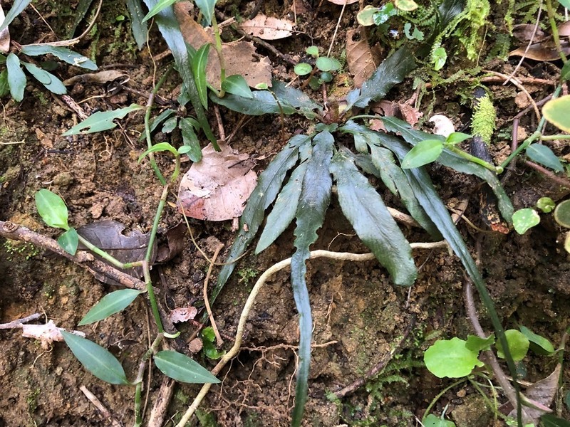 Asplenium attenuatum photo 4