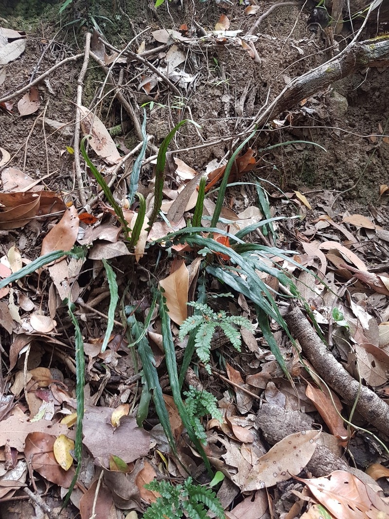 Asplenium attenuatum photo 5