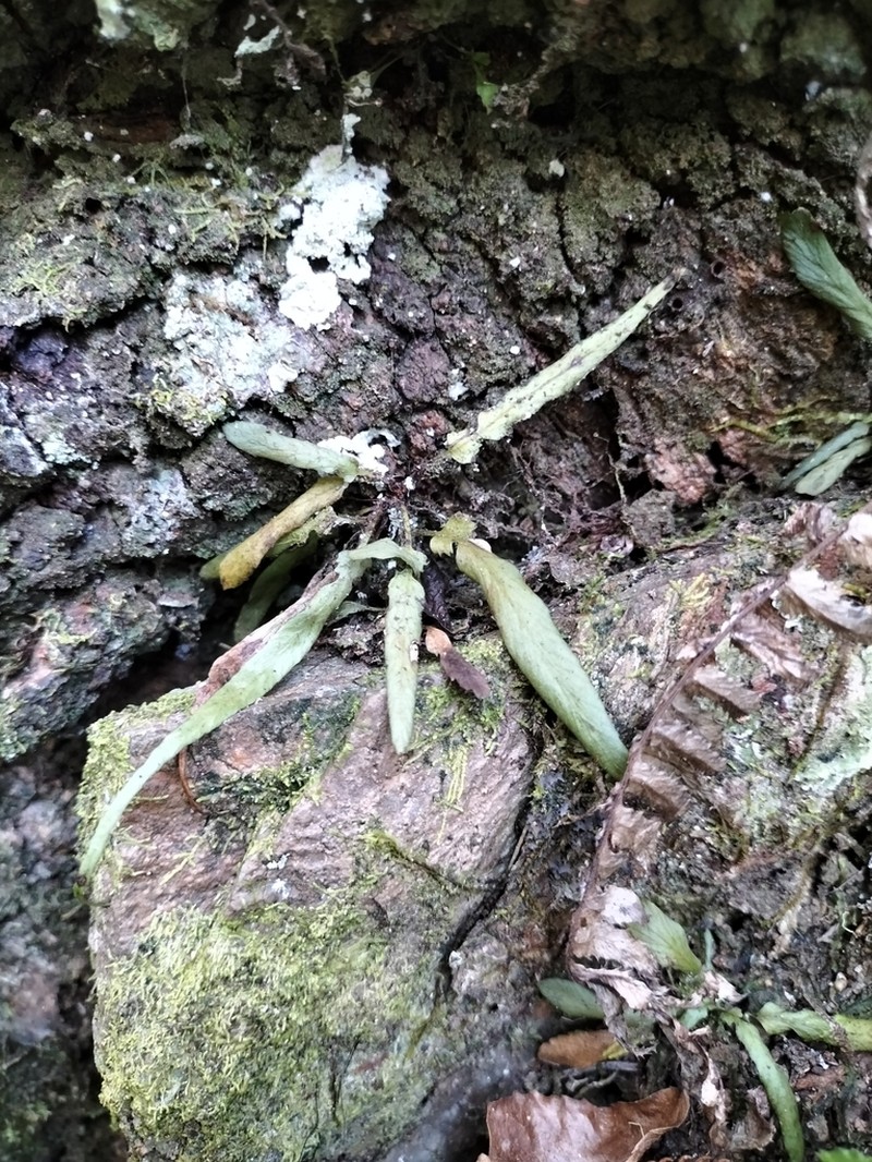 Asplenium attenuatum photo 6