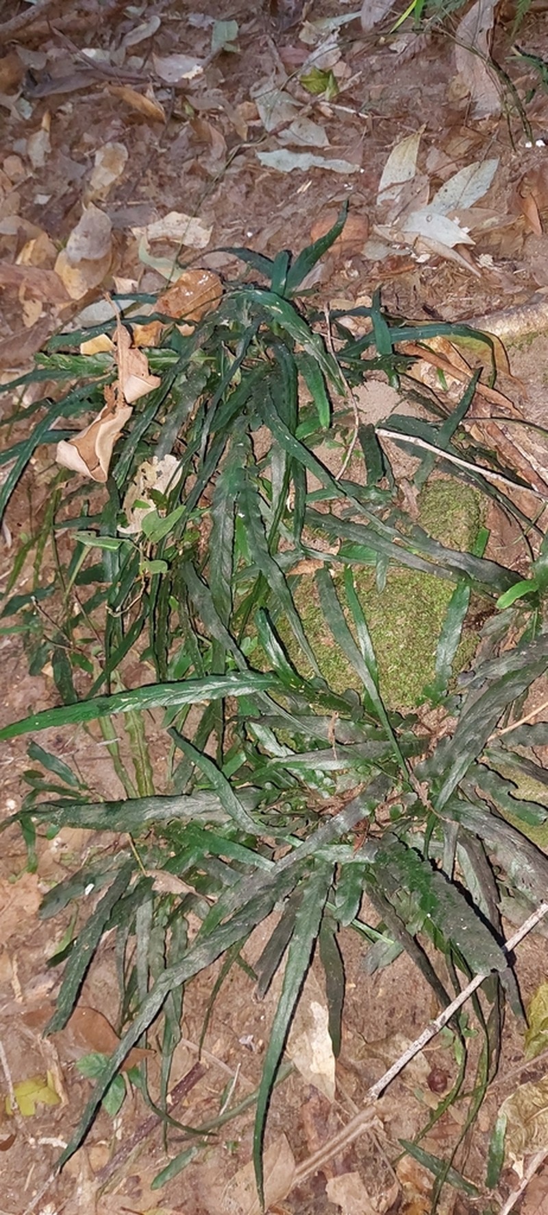 Asplenium attenuatum photo 7