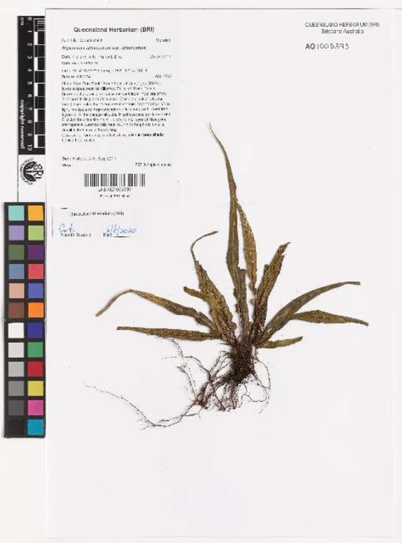 Asplenium attenuatum var. attenuatum