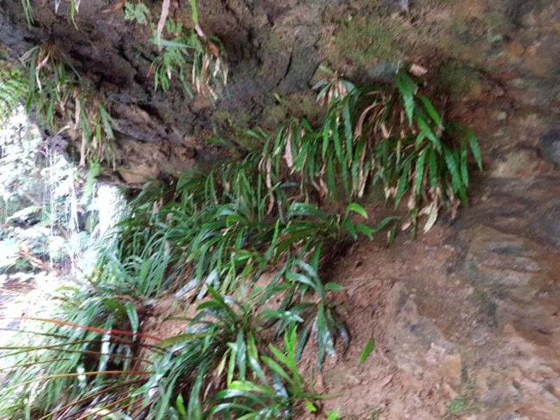 Asplenium attenuatum var. indivisum