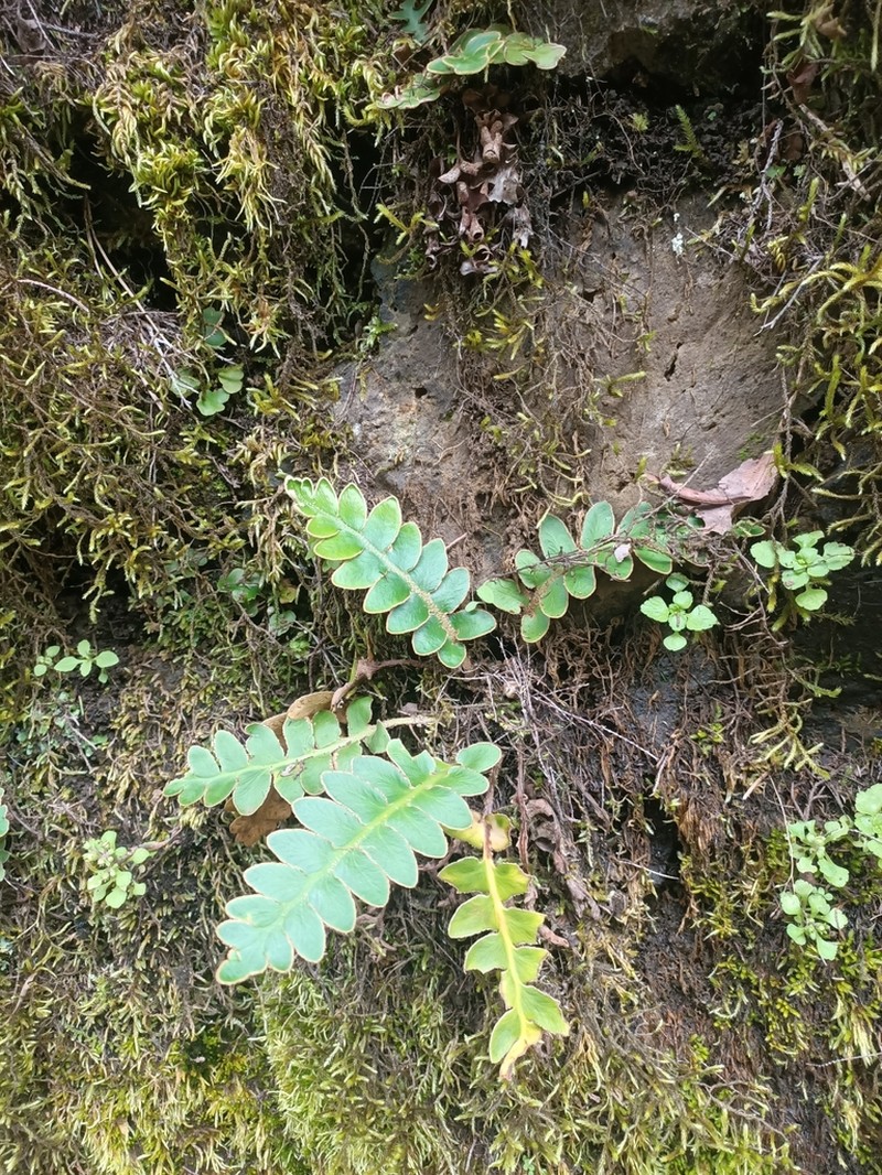 Asplenium aureum