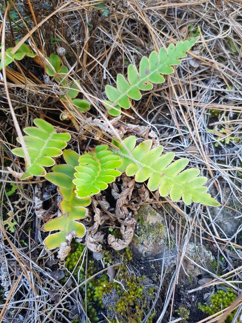 Asplenium aureum photo 2