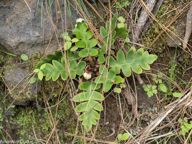 Asplenium aureum photo 3