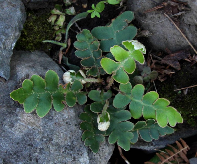 Asplenium aureum photo 5