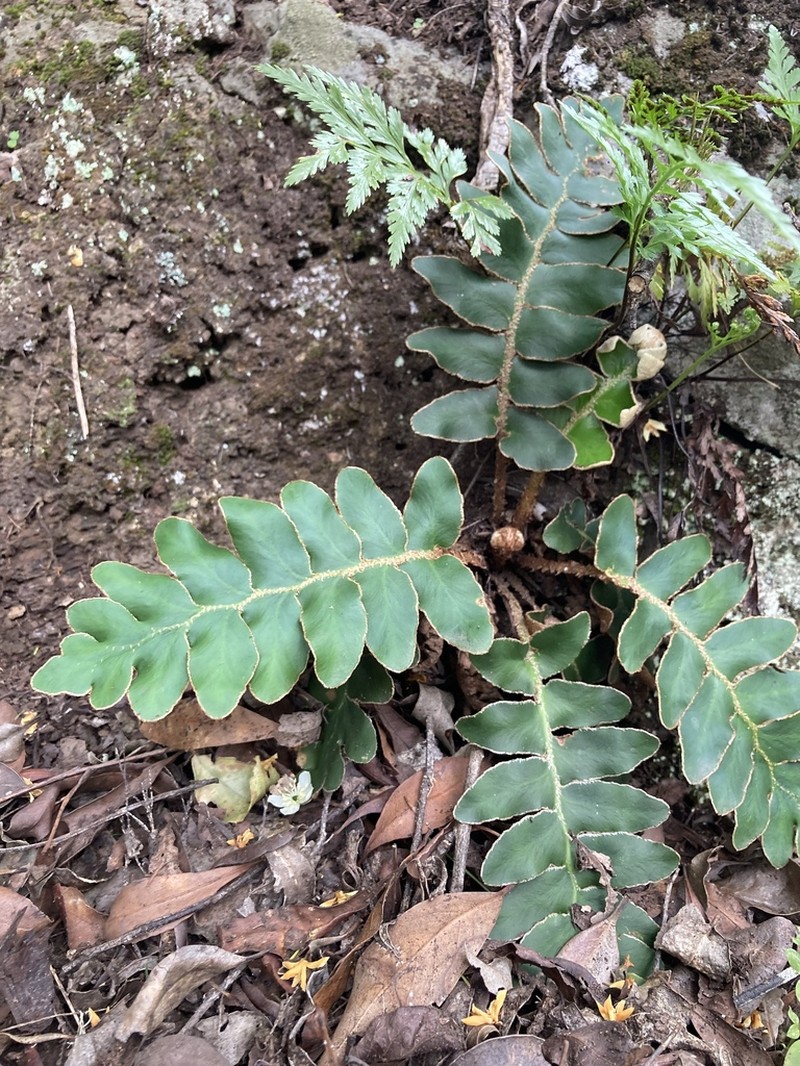 Asplenium aureum photo 6
