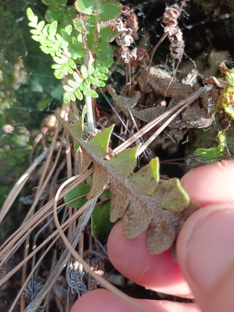 Asplenium aureum photo 7
