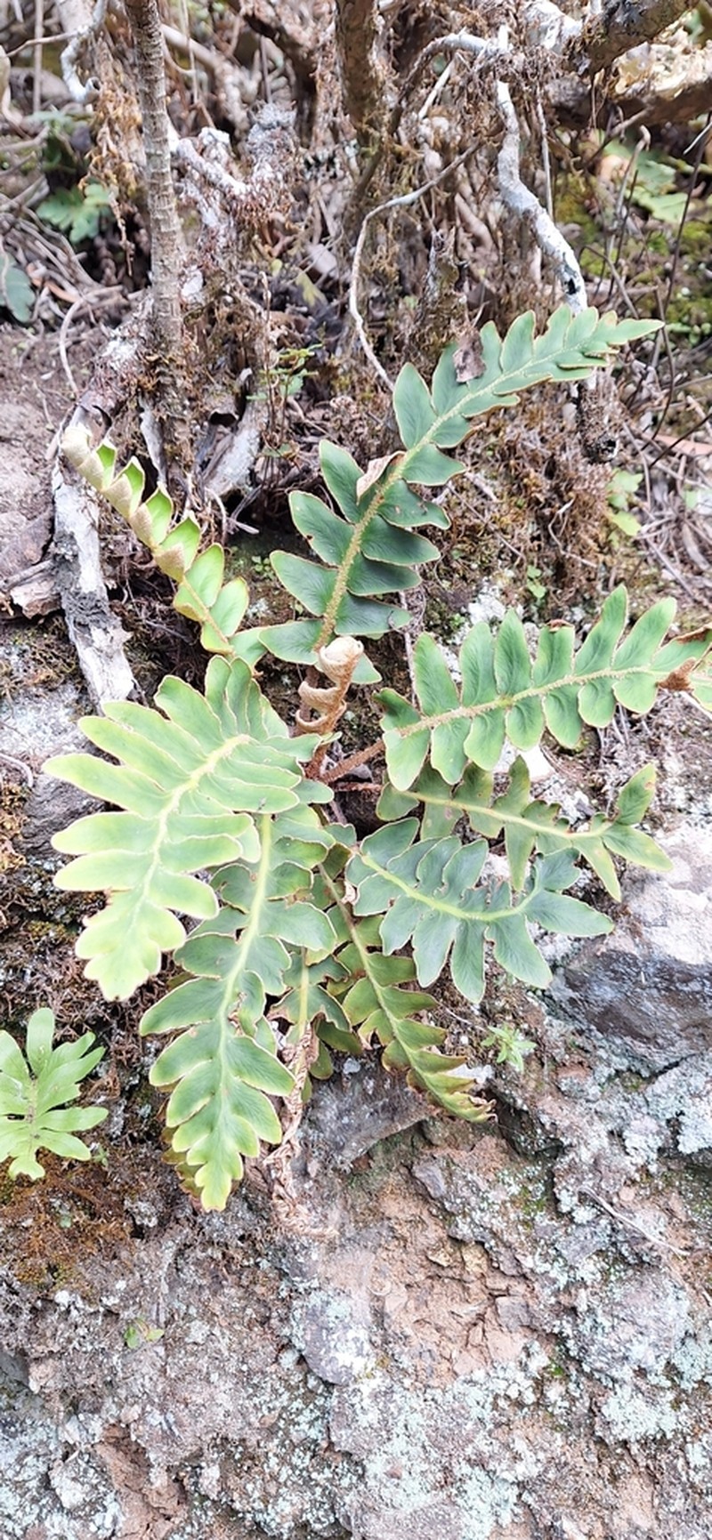 Asplenium aureum photo 8
