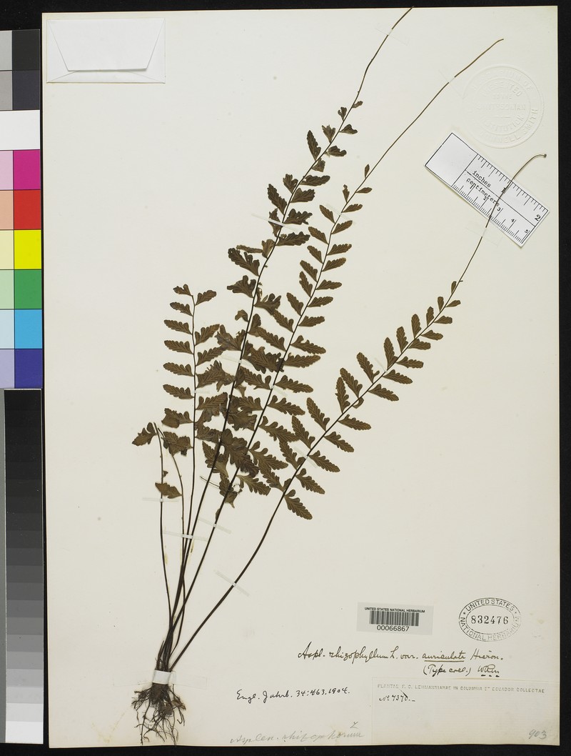 Treetrunk Spleenwort