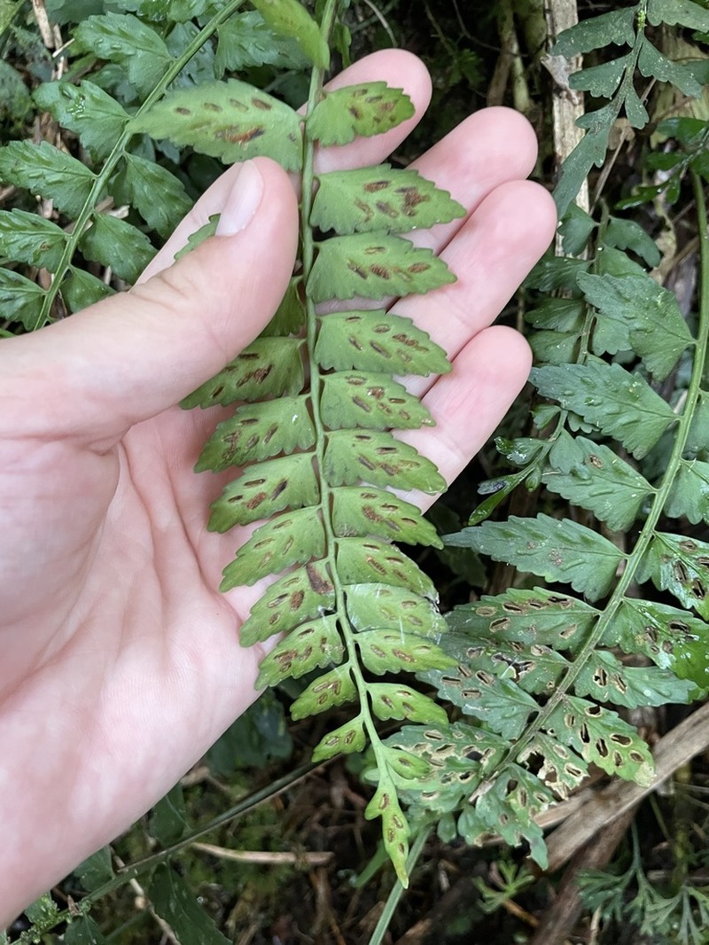 Treetrunk Spleenwort