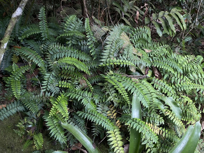 Treetrunk Spleenwort photo 2