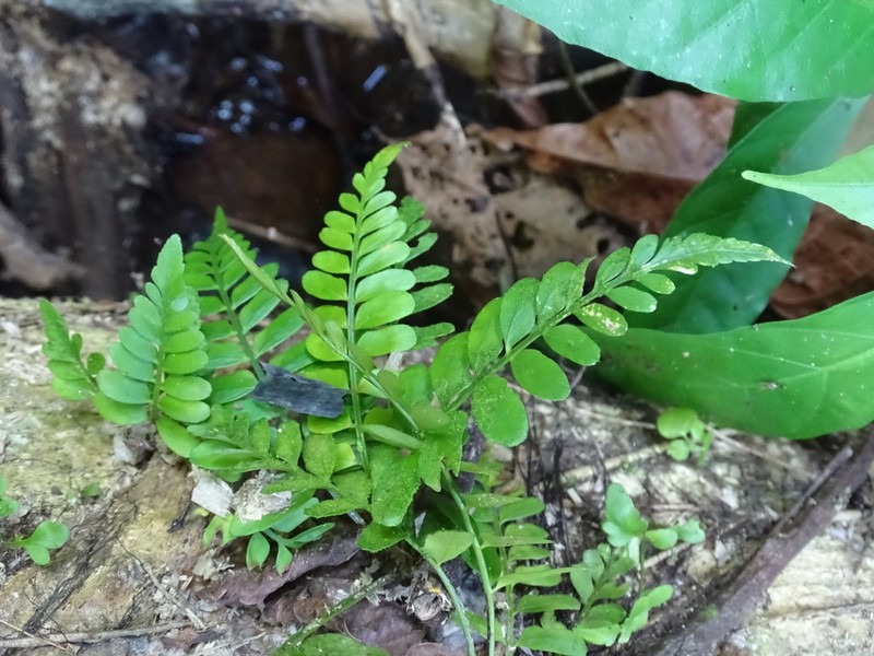 Treetrunk Spleenwort photo 3