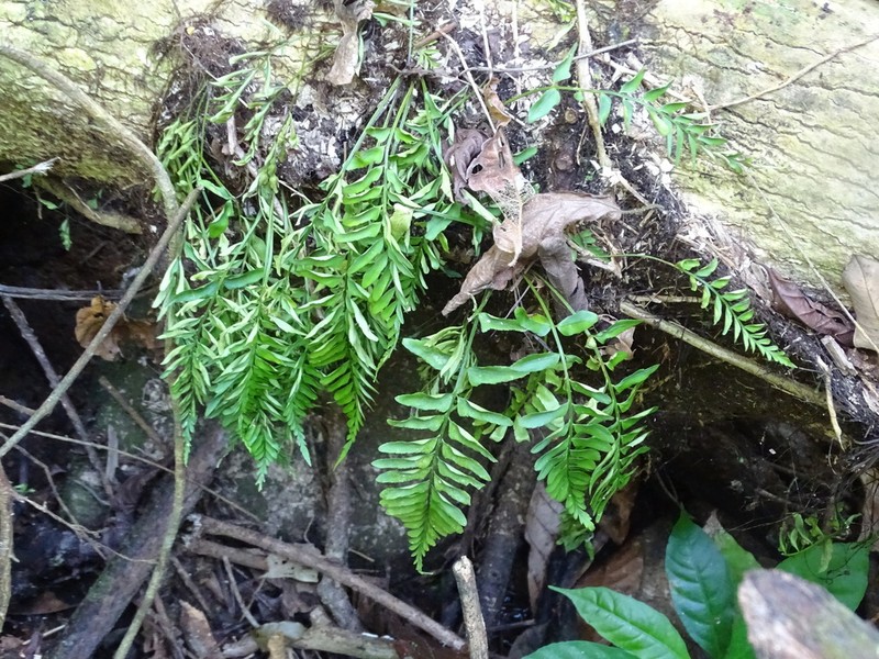 Treetrunk Spleenwort photo 4