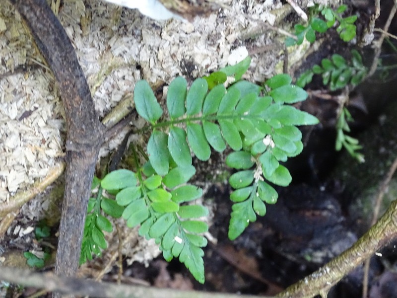 Treetrunk Spleenwort photo 5
