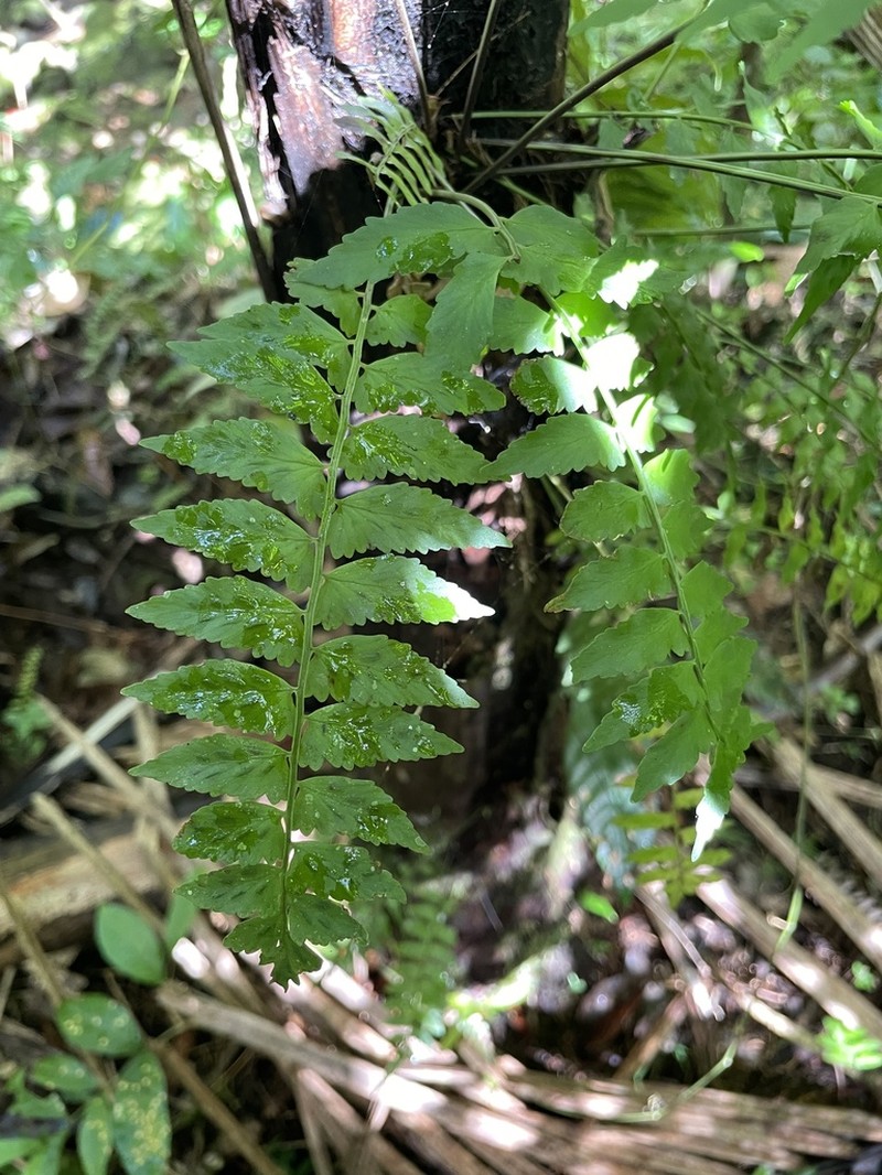 Treetrunk Spleenwort photo 6