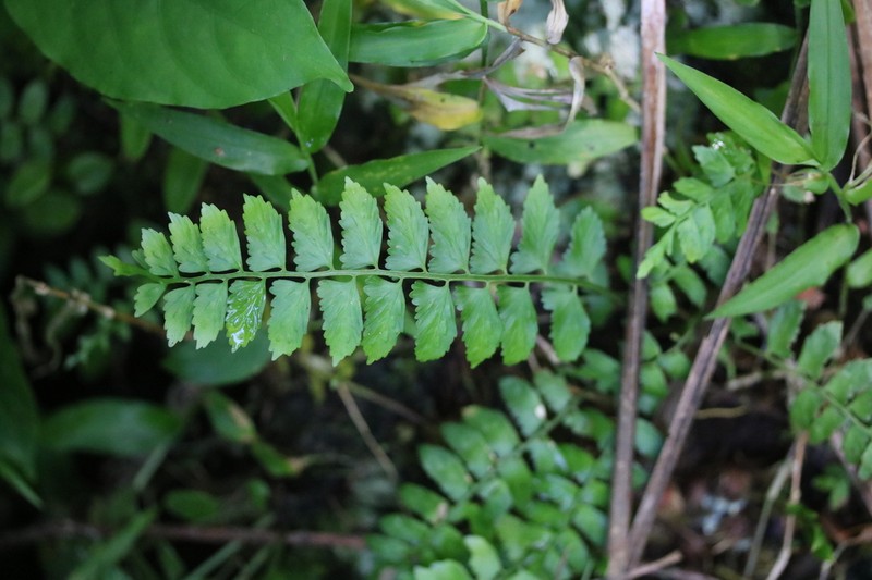 Treetrunk Spleenwort photo 7