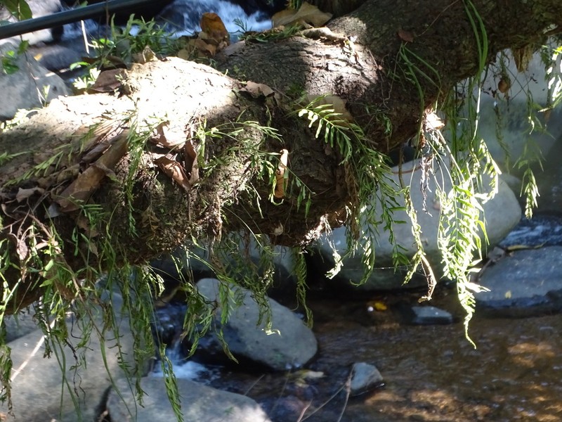 Treetrunk Spleenwort photo 8