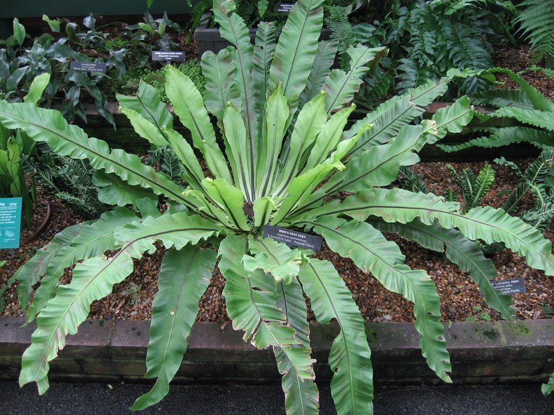 Australian Bird's-Nest Fern