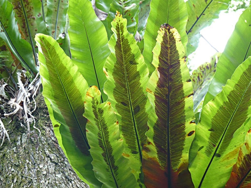 Australian Bird's-Nest Fern photo 2