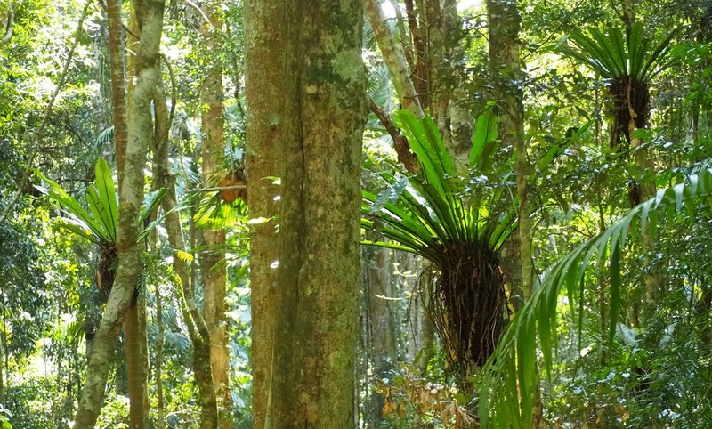 Australian Bird's-Nest Fern photo 3