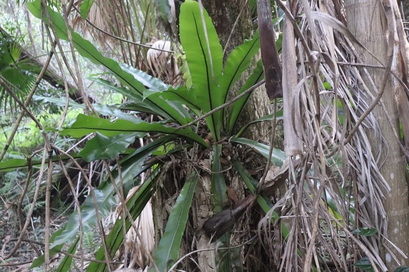 Australian Bird's-Nest Fern photo 4