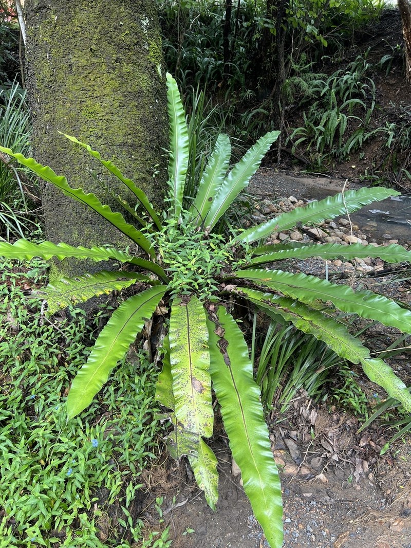 Australian Bird's-Nest Fern photo 5