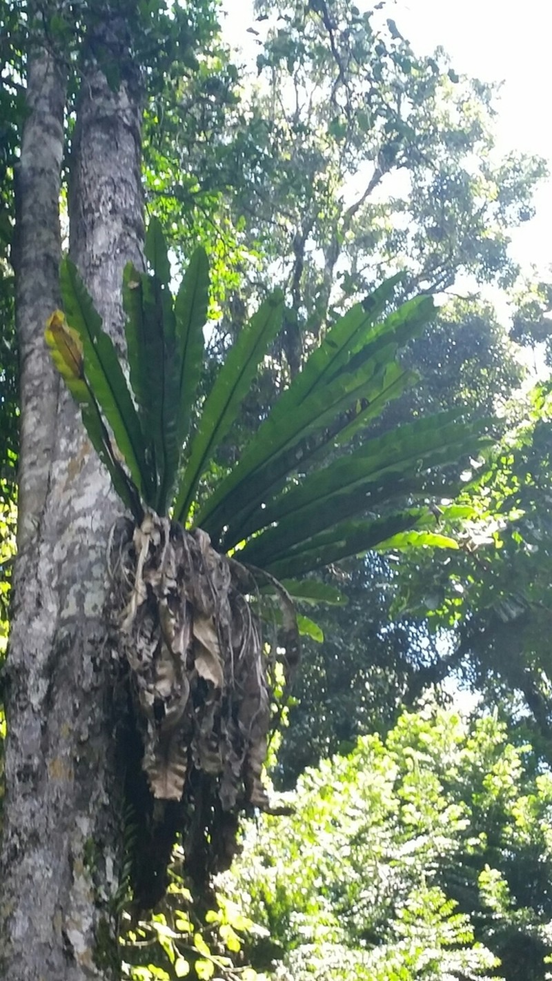 Australian Bird's-Nest Fern photo 6