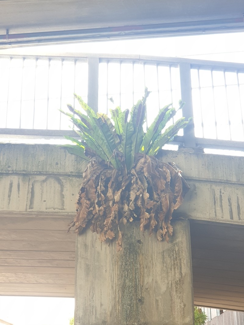 Australian Bird's-Nest Fern photo 7