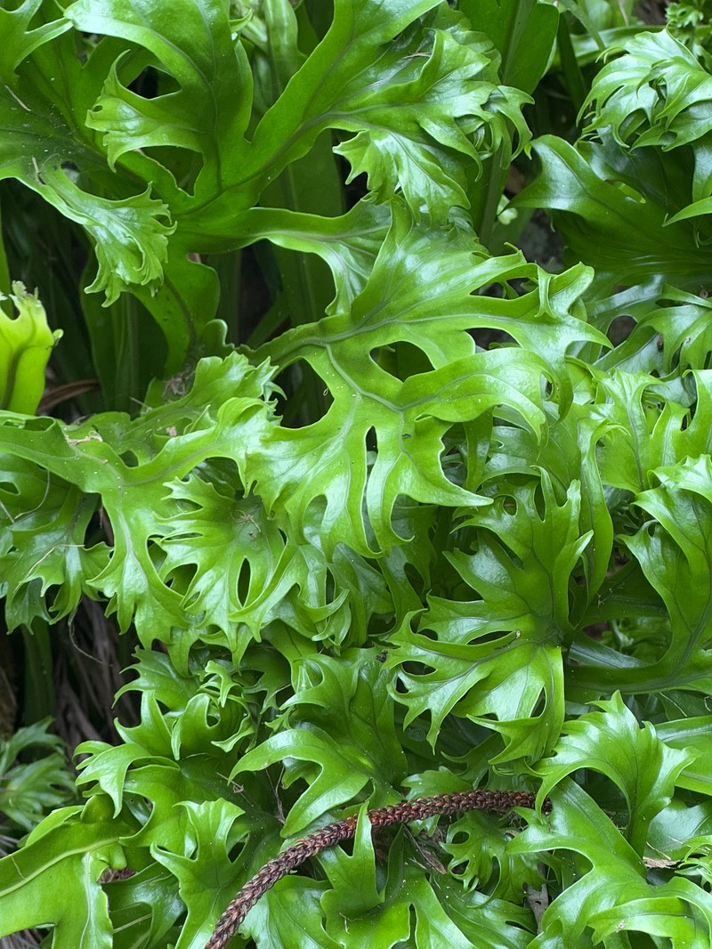 Asplenium australasicum f. robinsonii