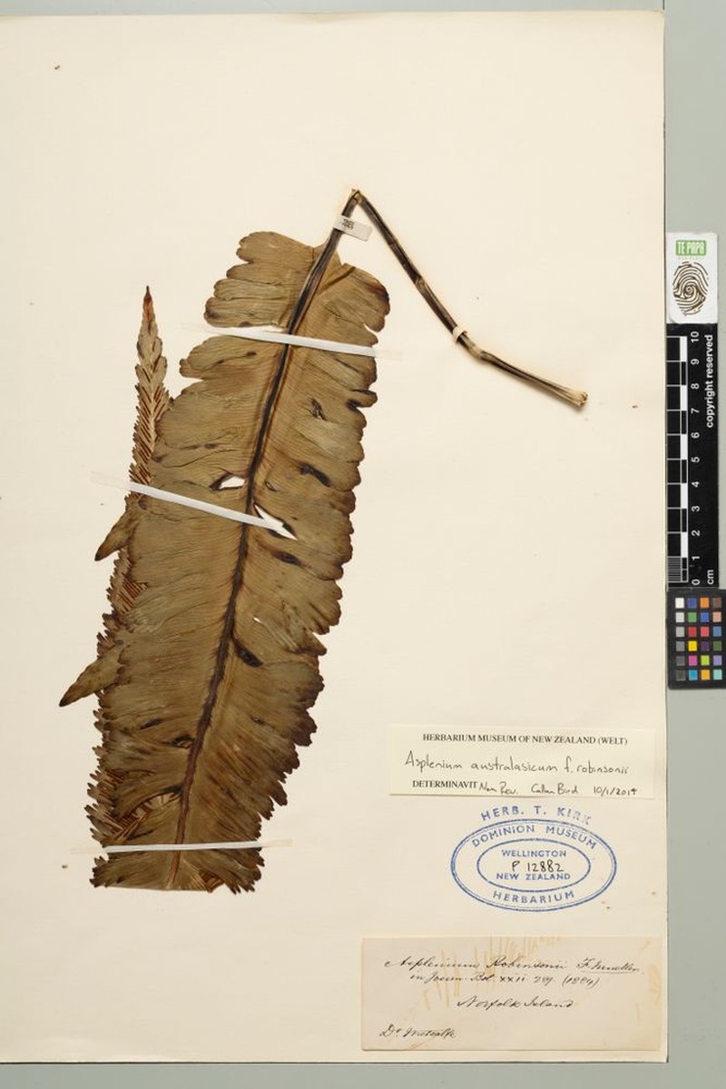 Asplenium australasicum f. robinsonii photo 2