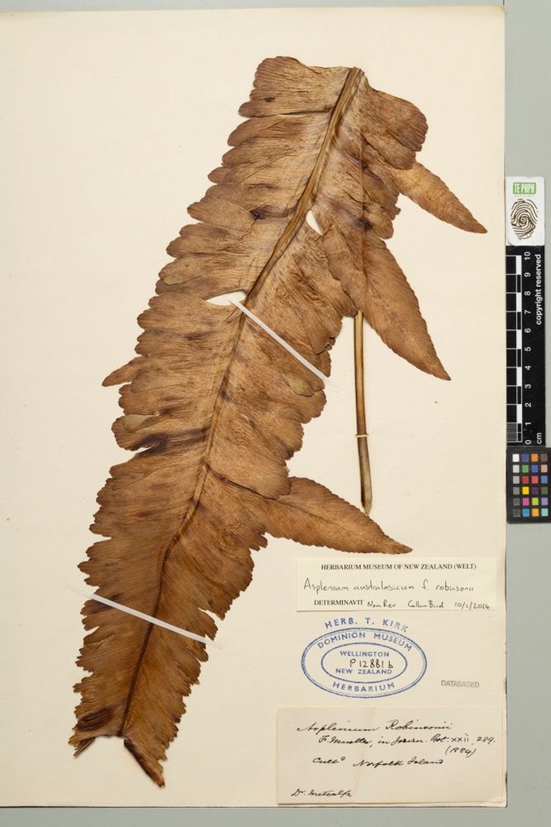 Asplenium australasicum f. robinsonii photo 3