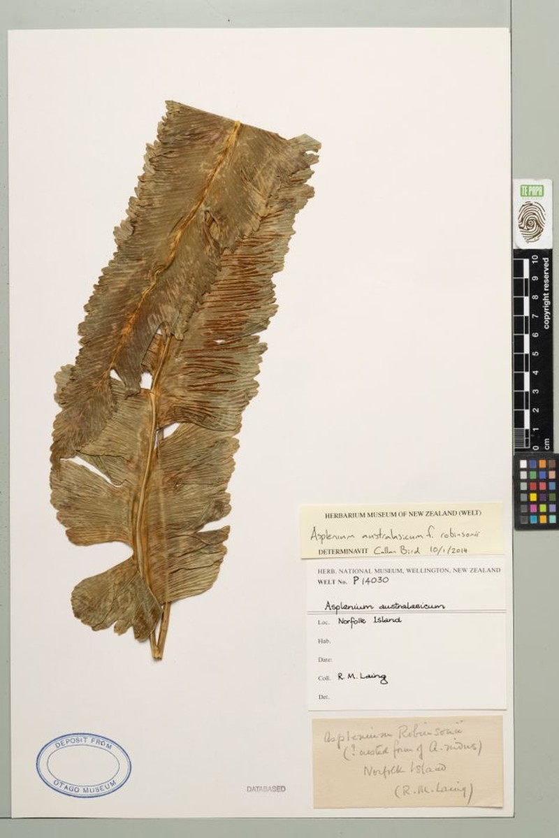 Asplenium australasicum f. robinsonii photo 4