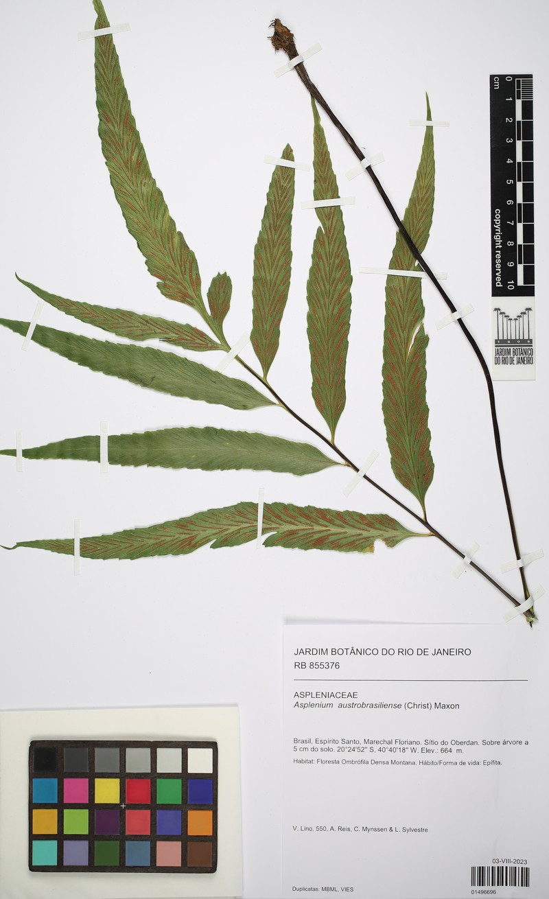 Asplenium austrobrasiliense