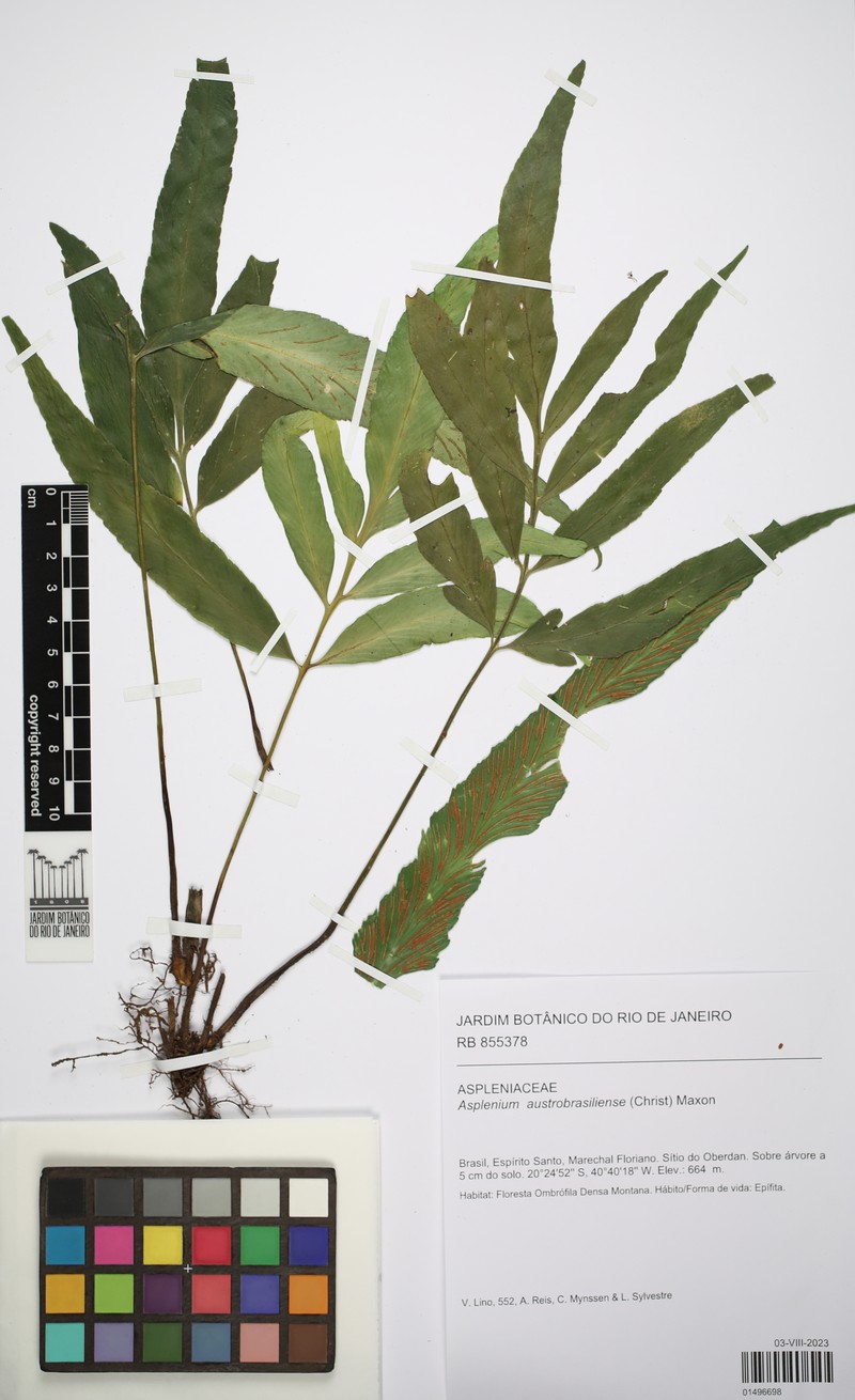 Asplenium austrobrasiliense photo 2