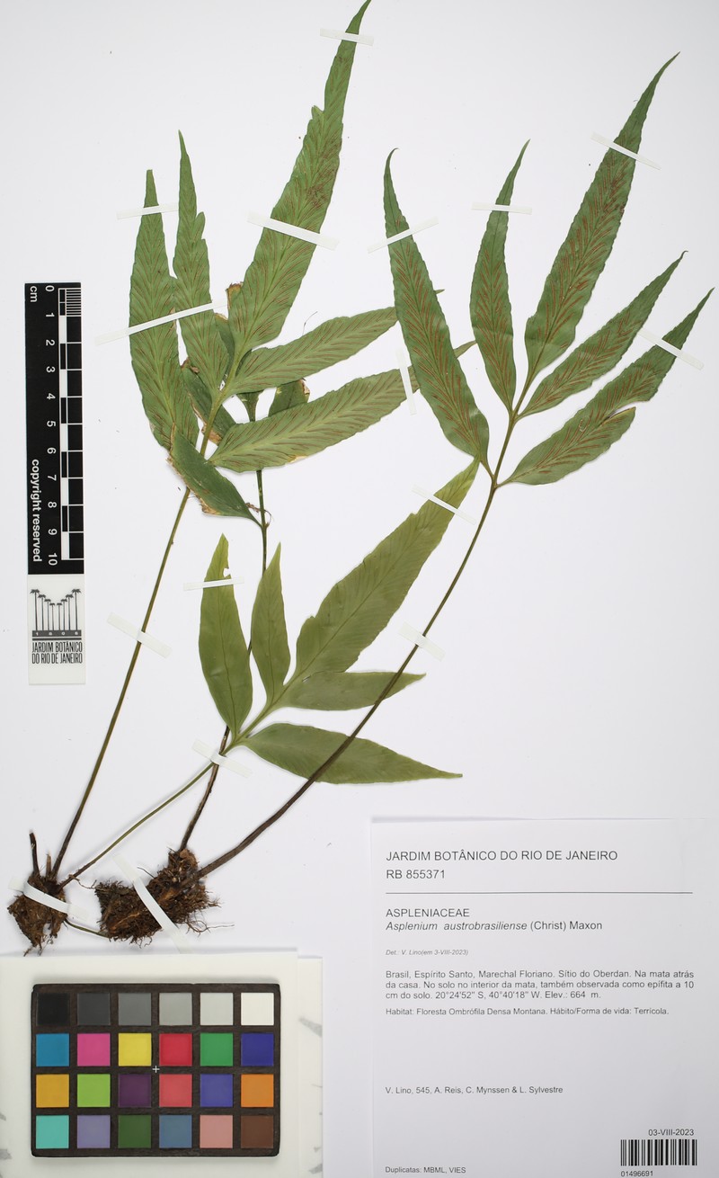 Asplenium austrobrasiliense photo 3