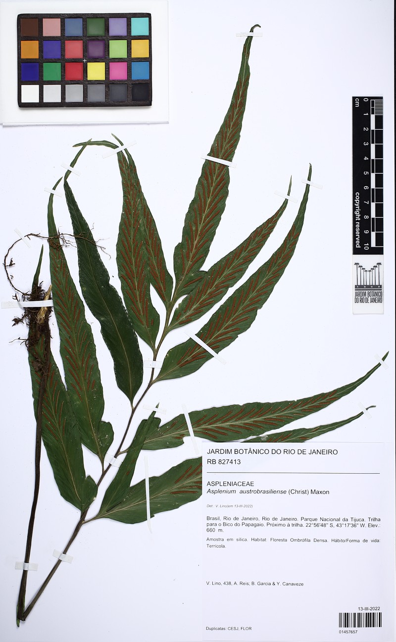 Asplenium austrobrasiliense photo 4