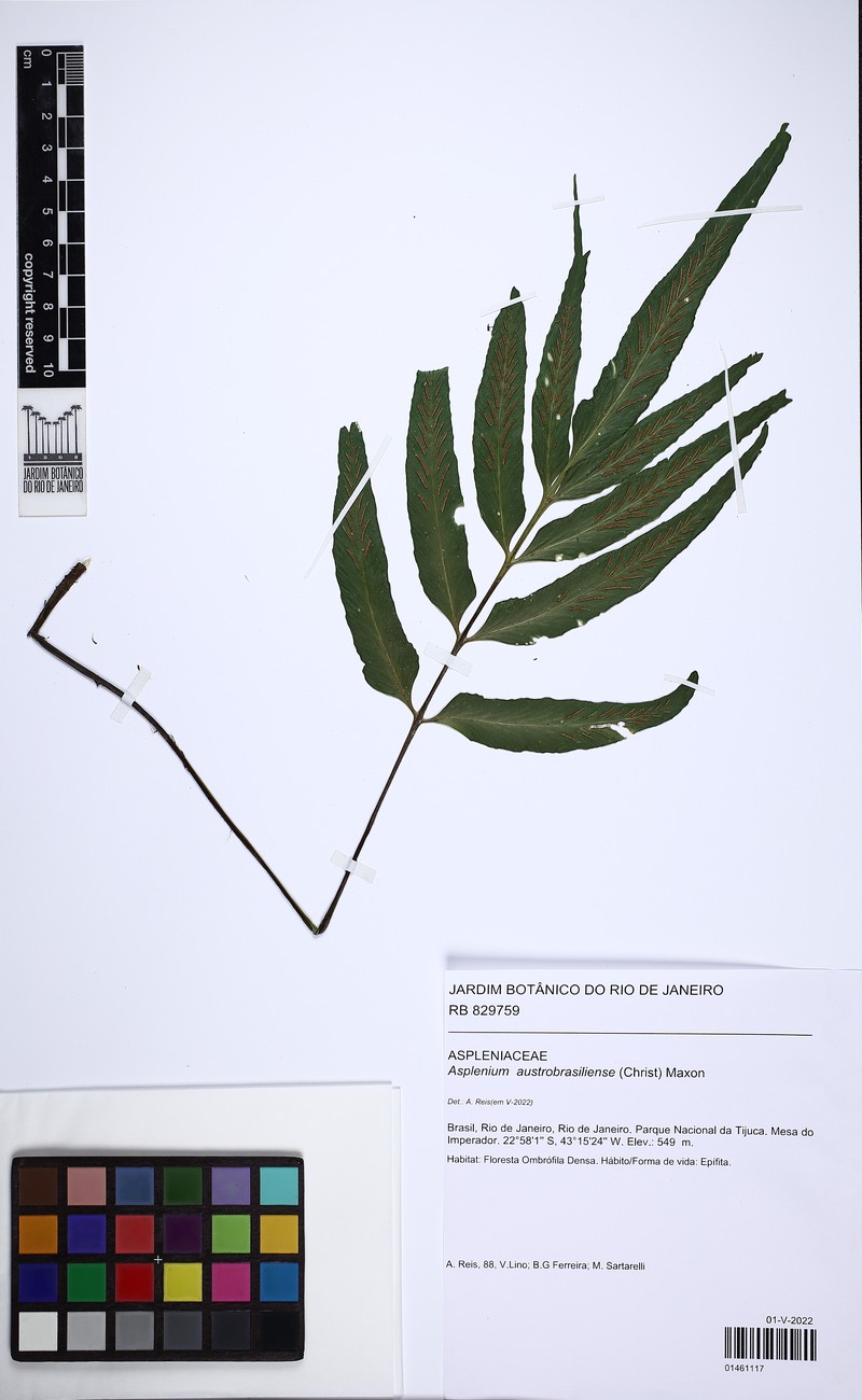 Asplenium austrobrasiliense photo 5