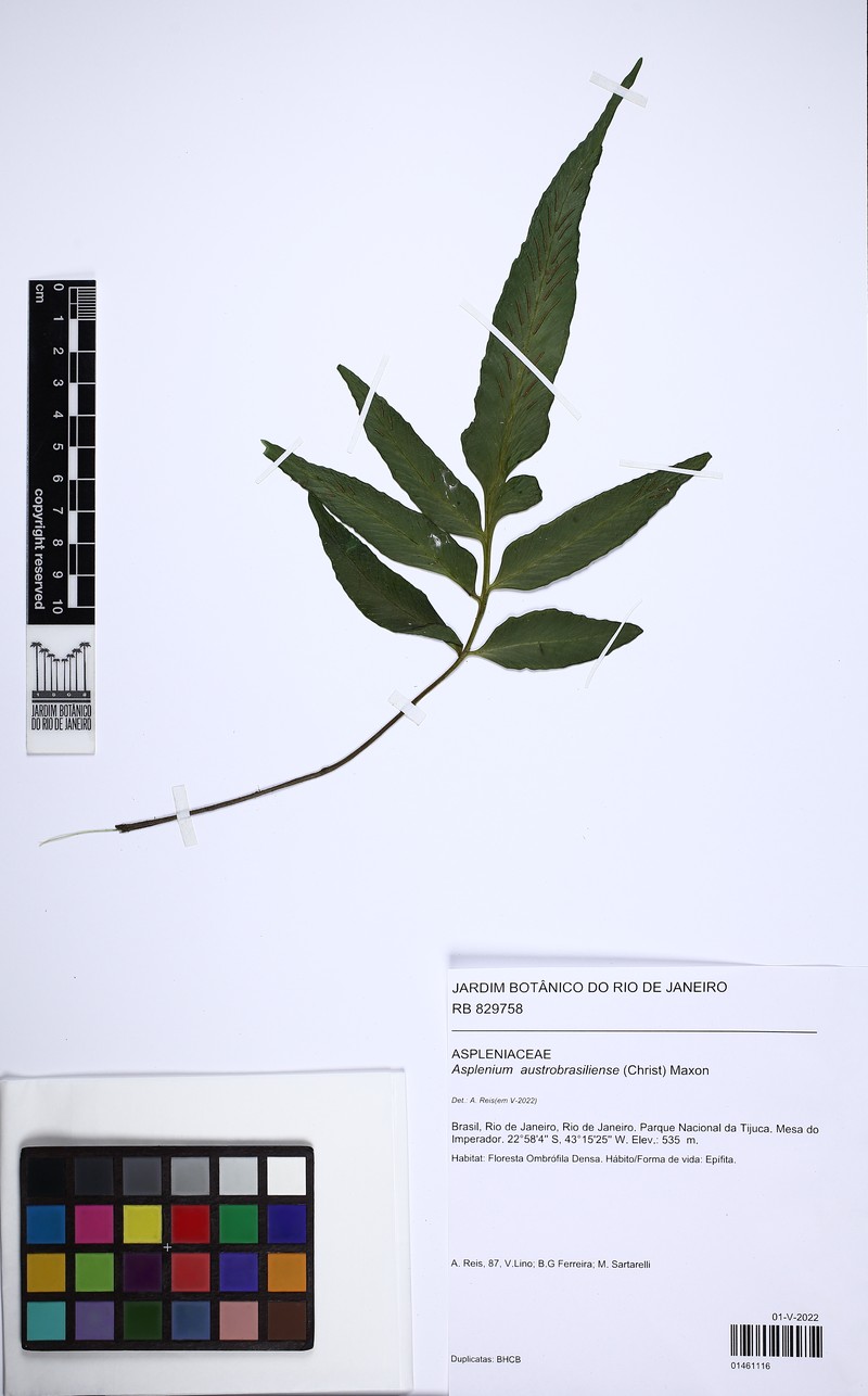 Asplenium austrobrasiliense photo 6