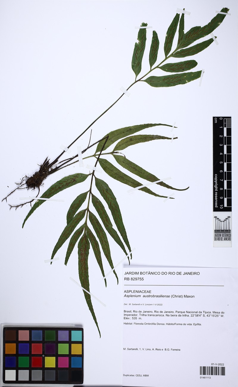 Asplenium austrobrasiliense photo 7