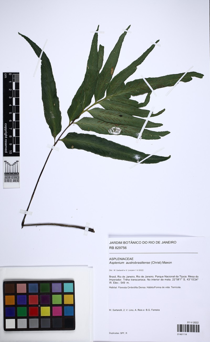 Asplenium austrobrasiliense photo 8